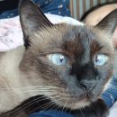 스카이메디칼 | 옹이 어금니 모두 발치 후기와 약 먹이기 : 천안 스카이동물메디컬센터 동물병원에서 안심 수술