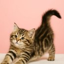 뉴월드동물병원 이미지