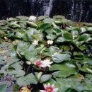 모네의 집 이미지