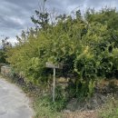 얌샘김밥 도통점 | [구례]고즈넉한 한옥 주택 카페 '무우루'