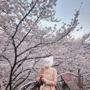 별천지모텔 | &#34;하동 십리벚꽃길&#34; 야간 드라이브와 &#34;구례 서시천&#34; 섬진강 벚꽃 명소 주차장 꿀팁 실시간 CCTV 전남근교