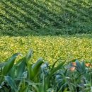 수정이네 이미지