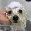 도그비숑 이미지