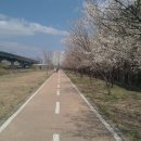4월 13일(178회) 산수유, 개나리에 이어 벚꽃과 매화꽃을 보러 갑니다..^^~ 이미지