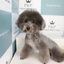 시저링포유 | 실버 푸들 미용 종류 스타일, 판교 분당애견미용 가위컷 전문 P&amp;P