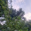 엄마네농장 이미지