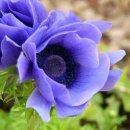 Pachelbel's Canon - London Symphony Orchestra 이미지