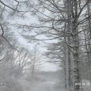백두대간 6기(북진) 제 29차 대관령~소황병산~평창 유덕아파트 (2) 이미지