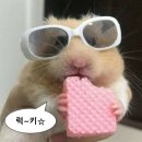 고마워 MIN | W08. 요즘웨딩 드레스랜드 솔직 후기 | 드레스랜드 정보, 꿀팁, 제휴업체 추가 계약 후기