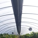 늘해랑농장 | 영주 늘해랑 딸기 농장 체험/ 가격 가성비 맛 최고