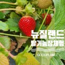 서야농장 | 뉴질랜드 오클랜드 북섬여행 딸기농장 입장료 위치 바구니가격 솔직체험 good planet