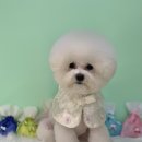 로로앤독 이미지