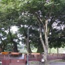 시목회관앞 이미지