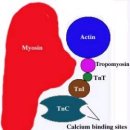 심장질환에서 심장표지자(cardiac marker) 검사 이미지