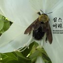 🐝🌸봄의 화려한 공생, 심스아잘레아와 어리호박벌 이미지