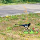 운동하는 코끼리 | 어쩌다 보니- 바다코끼리의 로드트립˚。˳ ☾⋆⁺₊⋆(:3 っ)з