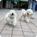 설레