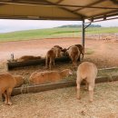 고창농원 이미지