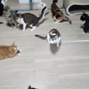 마곡나무 동물병원 이미지