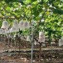 명품과일 이미지