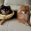 다오동물병원 이미지