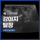 광주24시스카이동물메디컬센터 | 광주24시동물병원 강아지 서혜부 배꼽 탈장 교정 수술 [스카이동물메디컬센터]