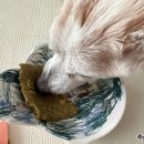 저단9 | 강아지신장화식 도거박스로 입맛없는 노견 췌장사료 직접 먹여본 후기