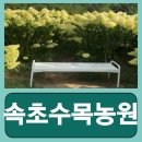수목농원 - 삼척시 하장길 75 | 속초 여름 여행코스 수국축제 진행 중인 속초수목농원 다녀온 후기