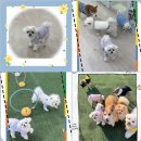 플레이독(애견유치원&호텔) 이미지