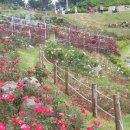 장미축사 이미지