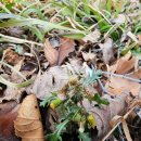 틀니쟁이 이미지