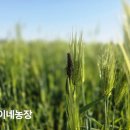 여의포자