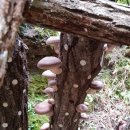 옥계농장 이미지