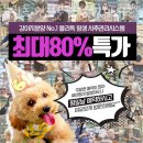 블리독인천부평점강아지분양 말티푸 미니비숑프리제 포메입양 | 인천 갈산동 강아지분양 블리독 인천부평점 강아지분양말티푸미니비숑프리제포메입양 가격 위치