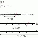 참다래 나무의 기본 뼈대만들기(정지, 整枝)와 가지치기(전정, 剪定) 이미지