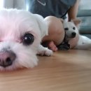 누리켄넬 이미지