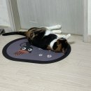 다다그루밍 이미지