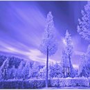Infrared Ray Photo HomeWork(적외선 촬영실습) 이미지