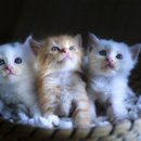 AP 동물병원 이미지