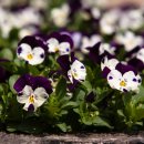 Librarian_ 이미지