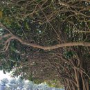 대자연 | 부산 태종대 다누비열차 후기 / 대자연 힐링 제대로