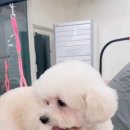 미용의정서애견미용학원 - 남동구 인주대로591번길 32 | 미용의정서애견미용학원