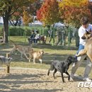 동락공원 반려동물 놀이터 이미지
