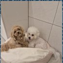 리본반려견 유치원 이미지