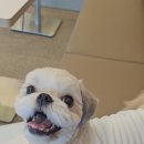 댕그르르 네이버블로그