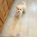 도그보니타 이미지