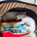 뽀그리 상점 이미지