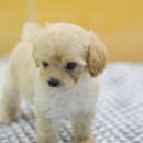 아이러브펫동물병원 이미지