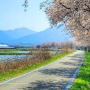 아름다운 봄날 벚꽃길을 따라 걷다. 보청천, 문방천, 달천, 초평호수 이미지