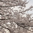 여의도 한강공원 벚꽃 축제 및 방문 꿀팁 이미지